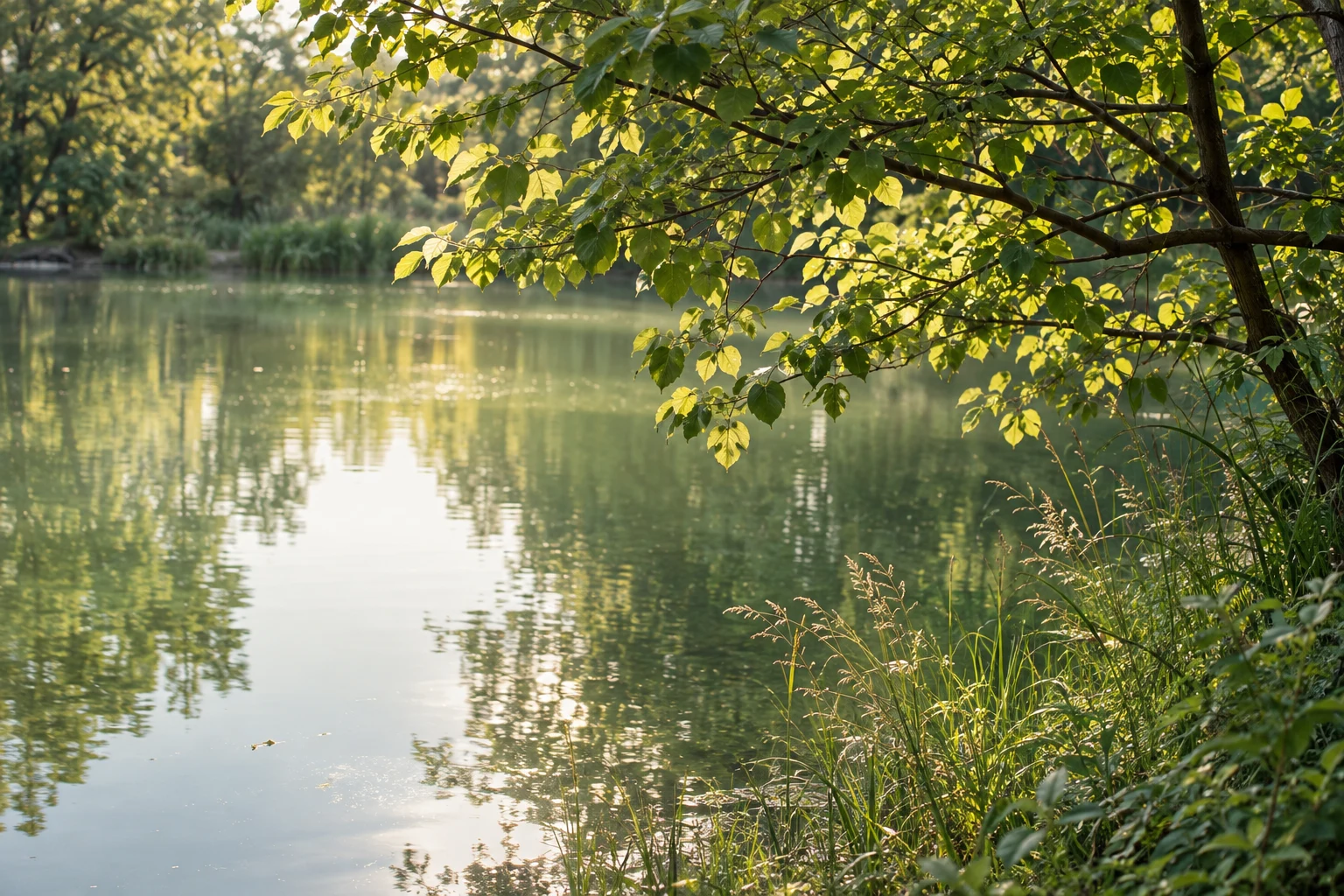 Тепле сонячне світло крізь листя над спокійною водою